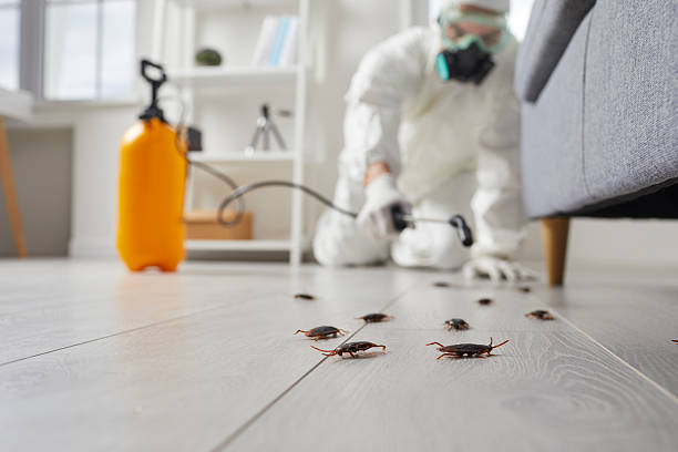 Post-Treatment Bed Bug Interceptor Monitoring in Chena Ridge